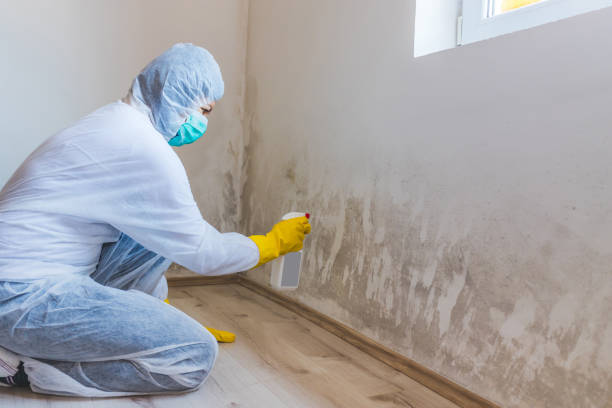 Mold Remediation specialist working in East Northport