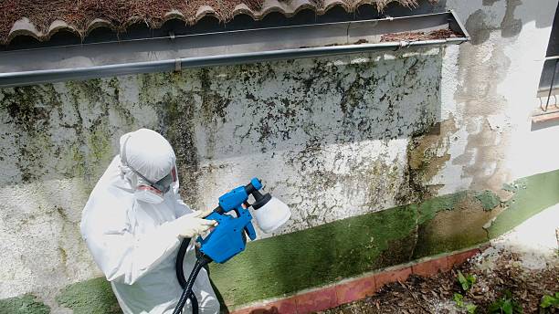 Mold Remediation service in East Northport, East Northport, NY
